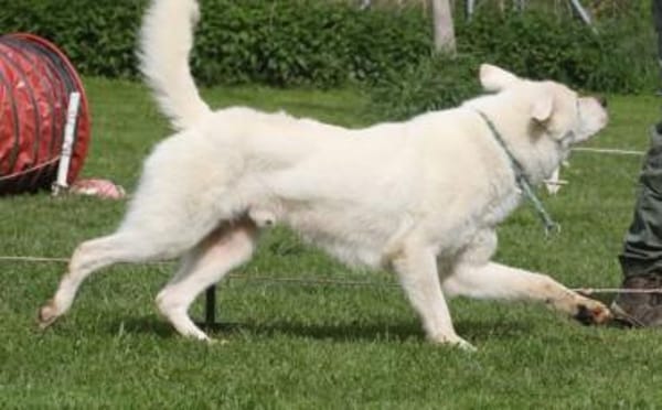 Salix wartet schon so lange