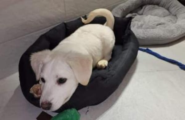 PEPPI -rundum tolles Hundekind-