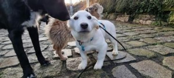 PEPPI -rundum tolles Hundekind-