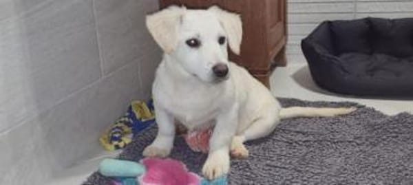 PEPPI -rundum tolles Hundekind-