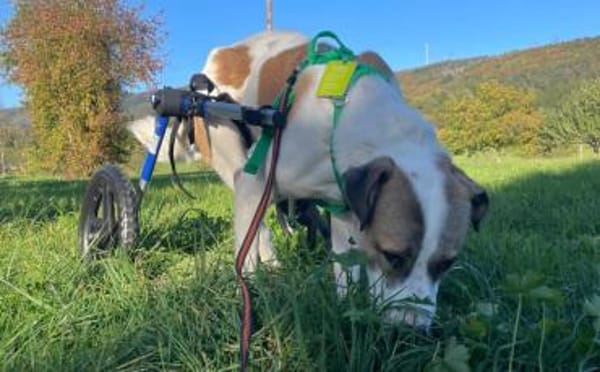 Yaro hat seinen Koffer schon gepackt