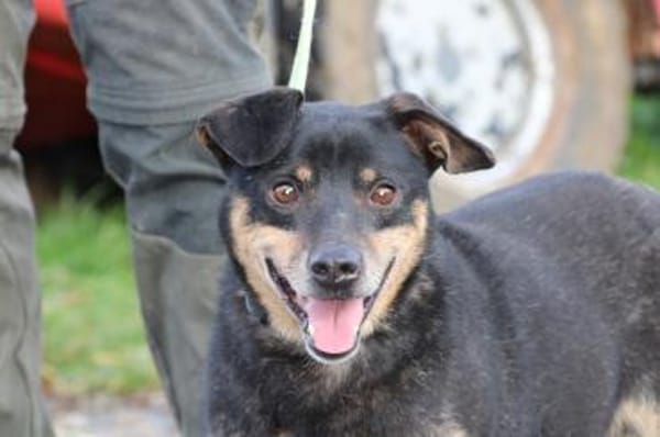 Tim - zutraulicher, kleiner Rüde