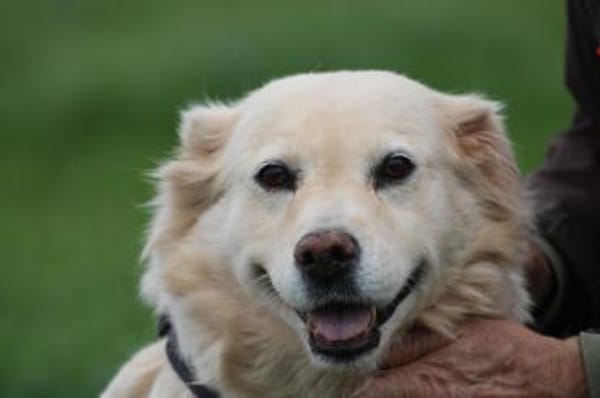 Goldie - sehr lieb u. verschmust