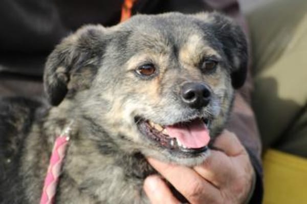 Babbit - verspielt u. aufgeweckt