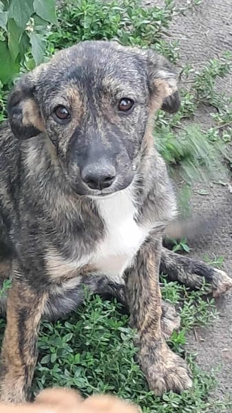 Lara, zartes Hundemädchen sucht Liebe