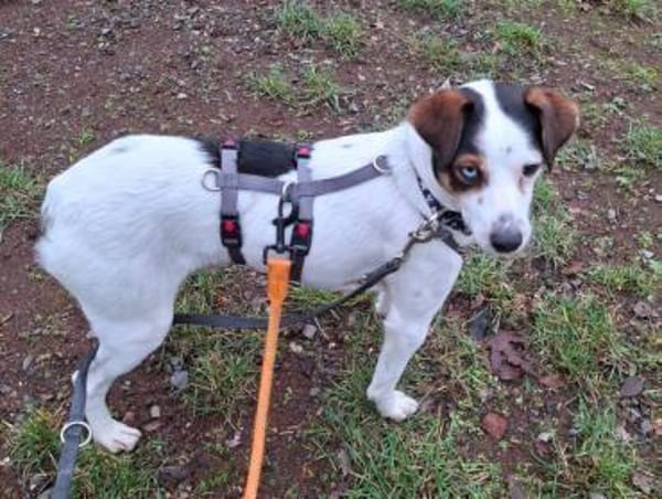 Ramdon - Zuhause gesucht