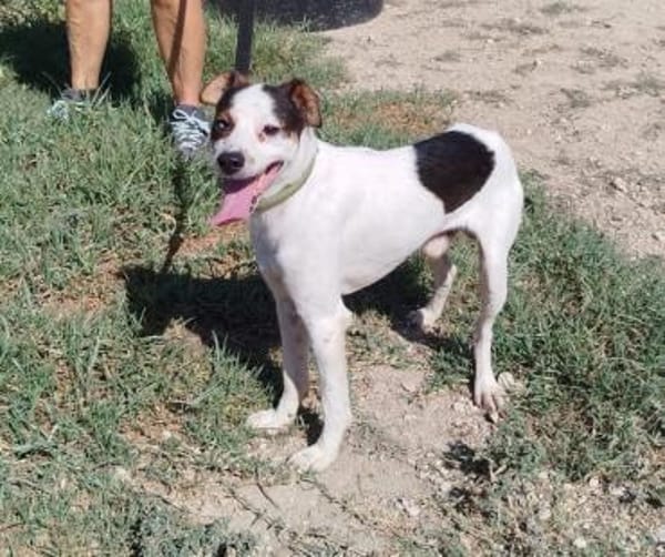 Ramdon - Zuhause gesucht