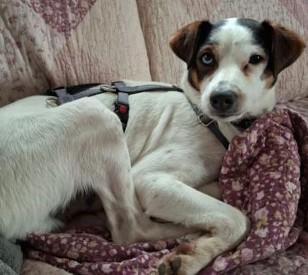 Ramdon - Zuhause gesucht