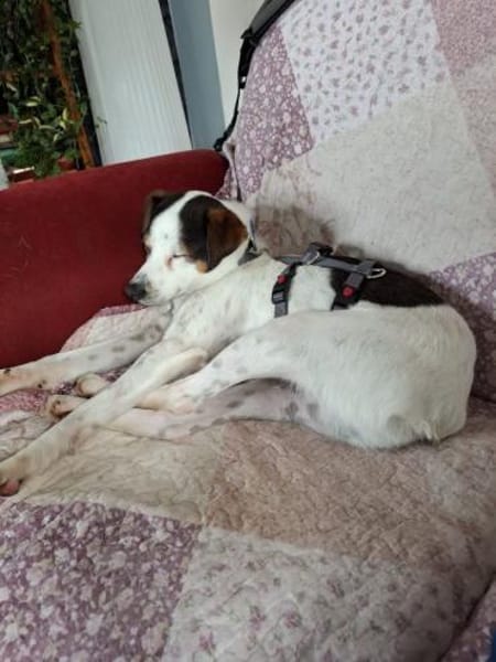 Ramdon - Zuhause gesucht