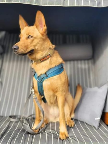 Raya - ist intelligent