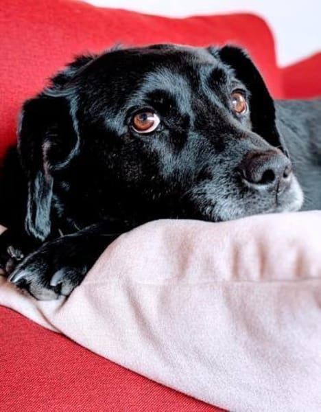 BUDDY - muss nach 6 Jahren weg :-(