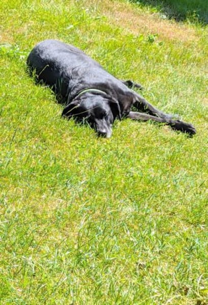 BUDDY - muss nach 6 Jahren weg :-(