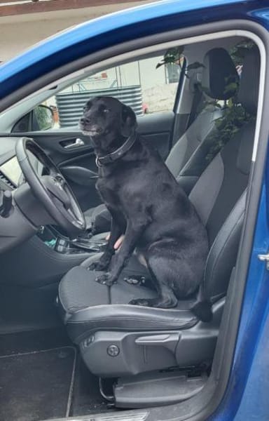 BUDDY - muss nach 6 Jahren weg :-(