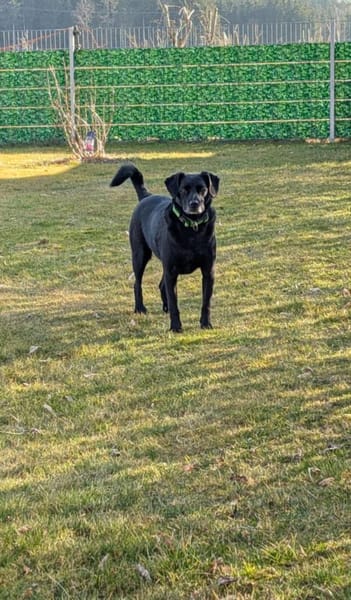 BUDDY - muss nach 6 Jahren weg :-(