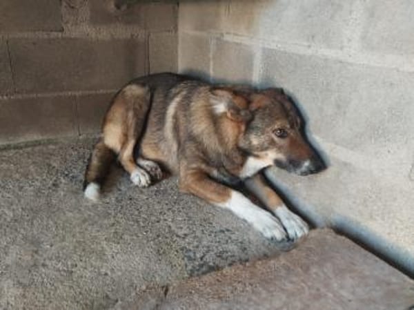 Vainilla, braucht Geborgenheit und Zeit