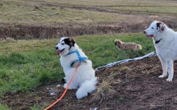 Wer schenkt Bud ein artgerechtes Zuhause