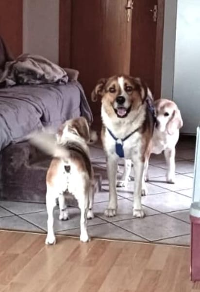 Simba - sensibler Rüde