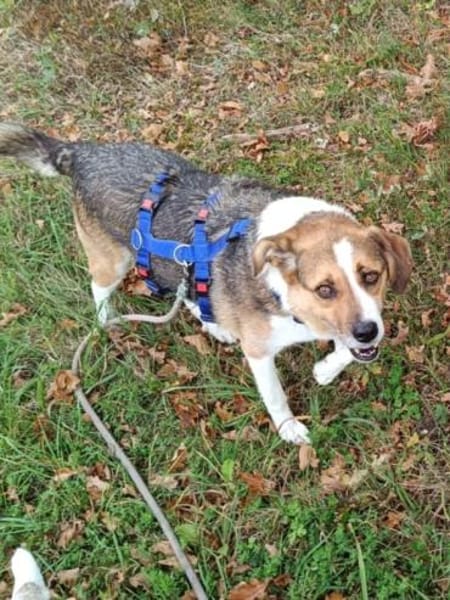 Simba - sensibler Rüde