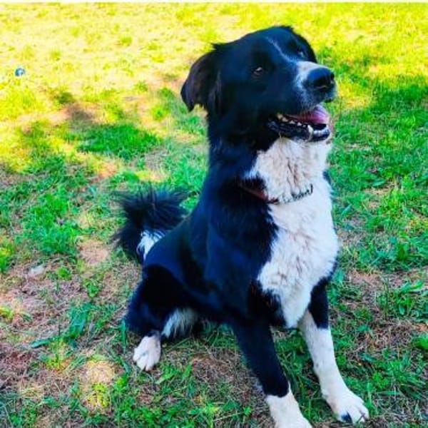 Menschenbezogene ZARA sucht Zuhause❤