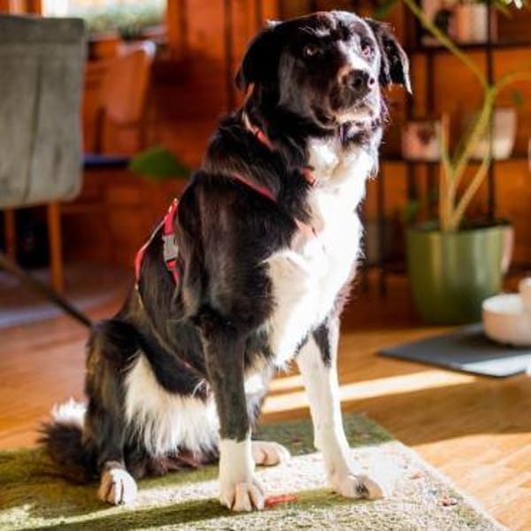 Menschenbezogene ZARA sucht Zuhause❤