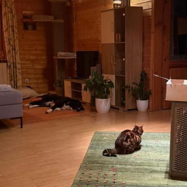 Menschenbezogene ZARA sucht Zuhause❤