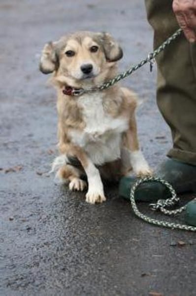 Yara - kinderliebe Junghündin