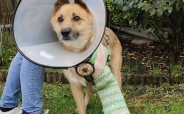 Flauschiger Teddy mit freundlicher Seele