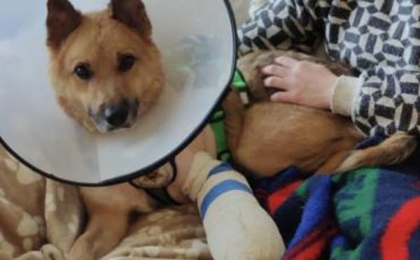 Flauschiger Teddy mit freundlicher Seele