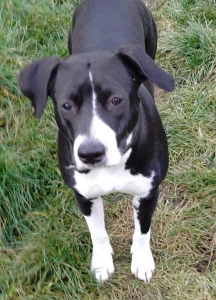 Vermittlungshilfe für KIRA