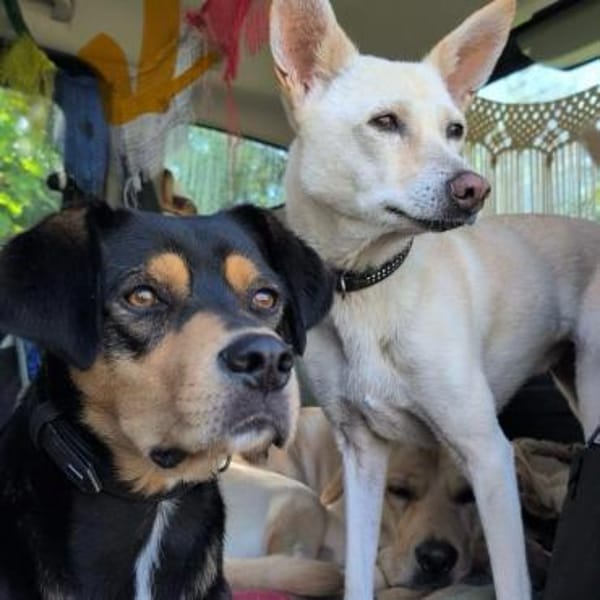 ZAKO sucht Für-Immer-Zuhause ❤