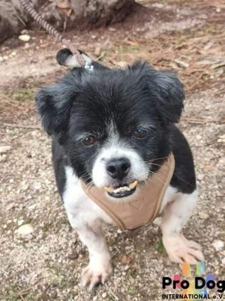 Benny auf Pflegestelle