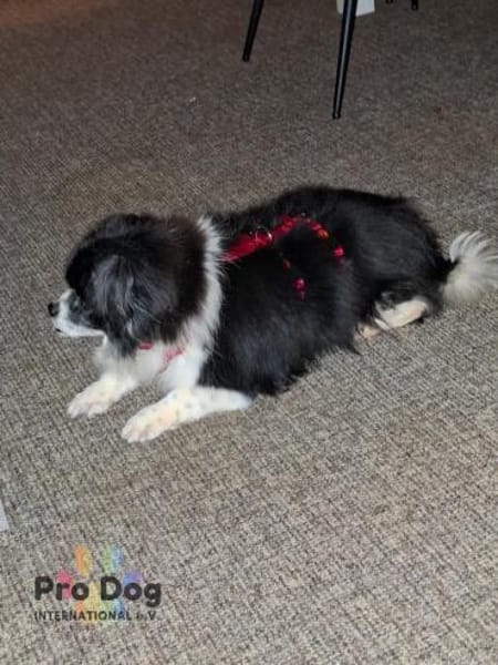 Benny auf Pflegestelle