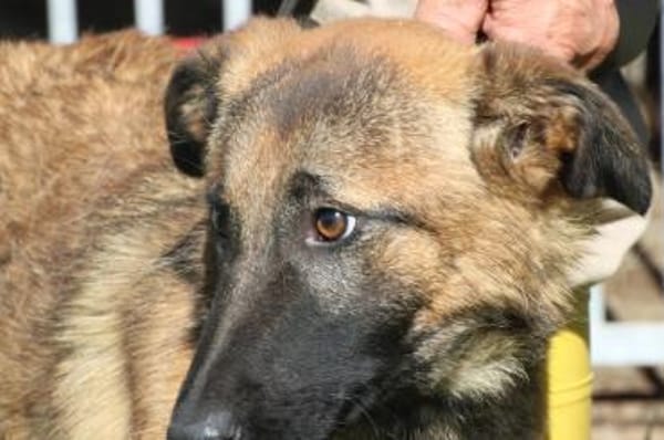 Abeja - verspielte Junghündin