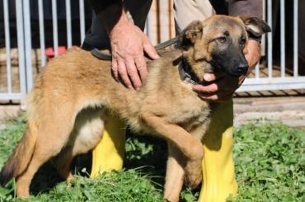 Abeja - verspielte Junghündin