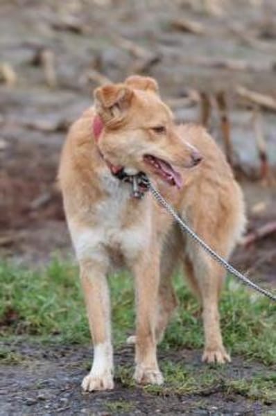 Tally - sensible Hündin