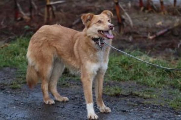 Tally - sensible Hündin