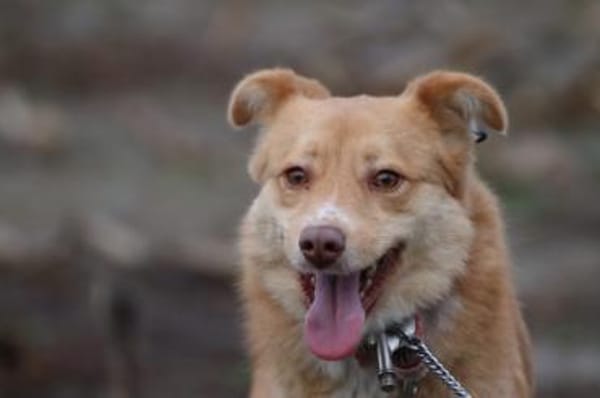 Tally - sensible Hündin