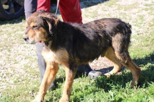 Brad - verschmust u. zutraulich