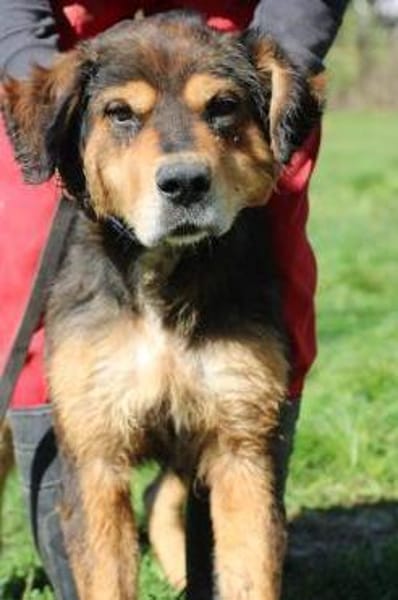 Brad - verschmust u. zutraulich