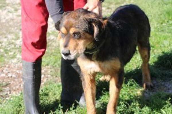 Brad - verschmust u. zutraulich