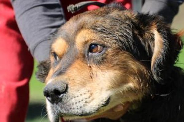 Brad - verschmust u. zutraulich