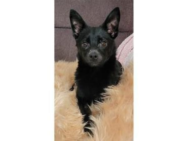 Rudolf - wartet in 76437 Rastatt