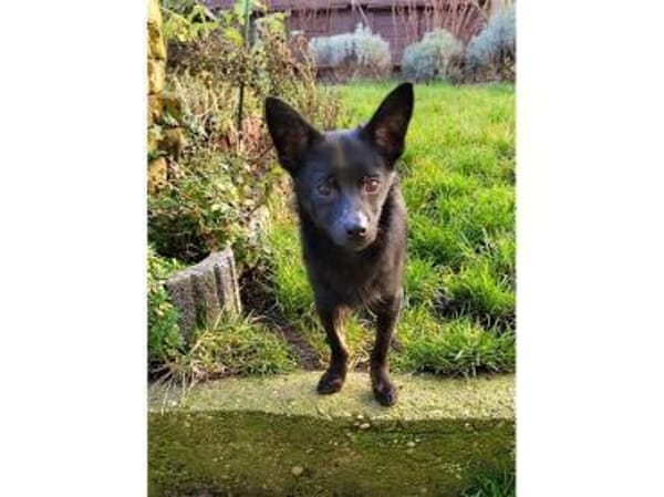 Rudolf - wartet in 76437 Rastatt