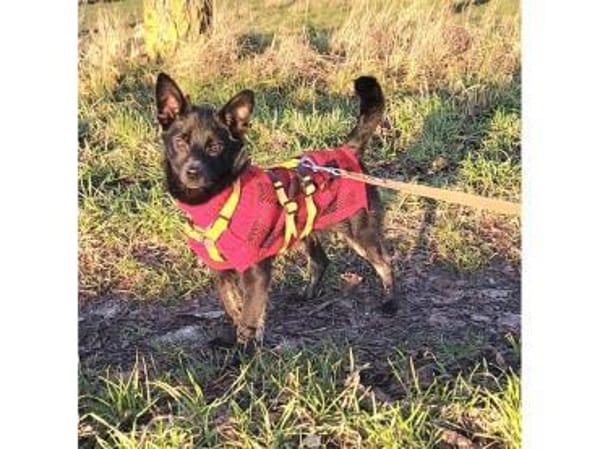 Rudolf - wartet in 76437 Rastatt