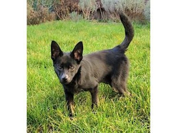 Rudolf - wartet in 76437 Rastatt