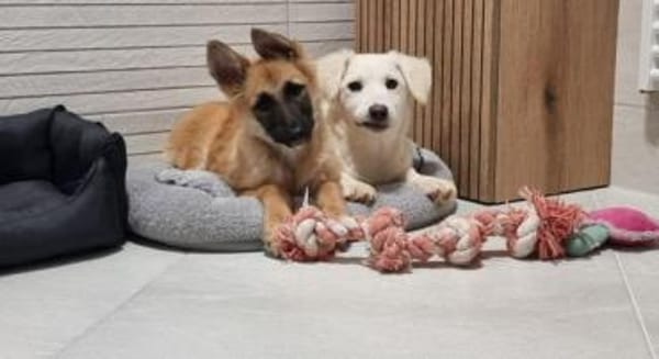 EIRA -rundum tolles Hundekind-