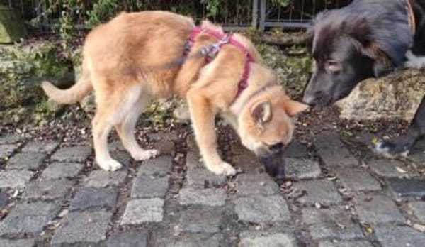 EIRA -rundum tolles Hundekind-