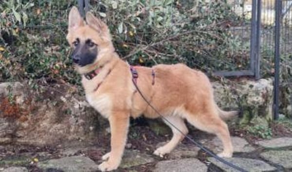 EIRA -rundum tolles Hundekind-