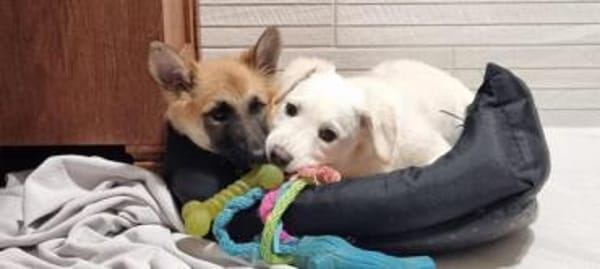 EIRA -rundum tolles Hundekind-