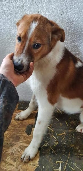 Clezo nun Mads 52 cm